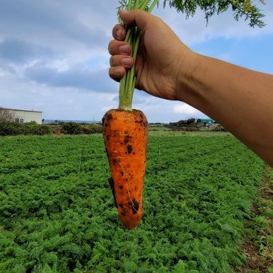 제주구좌흙당근